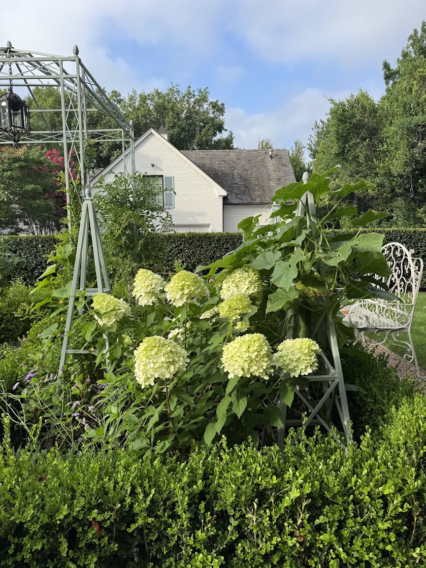 Hydrangeas and vegetables in a cottage garden