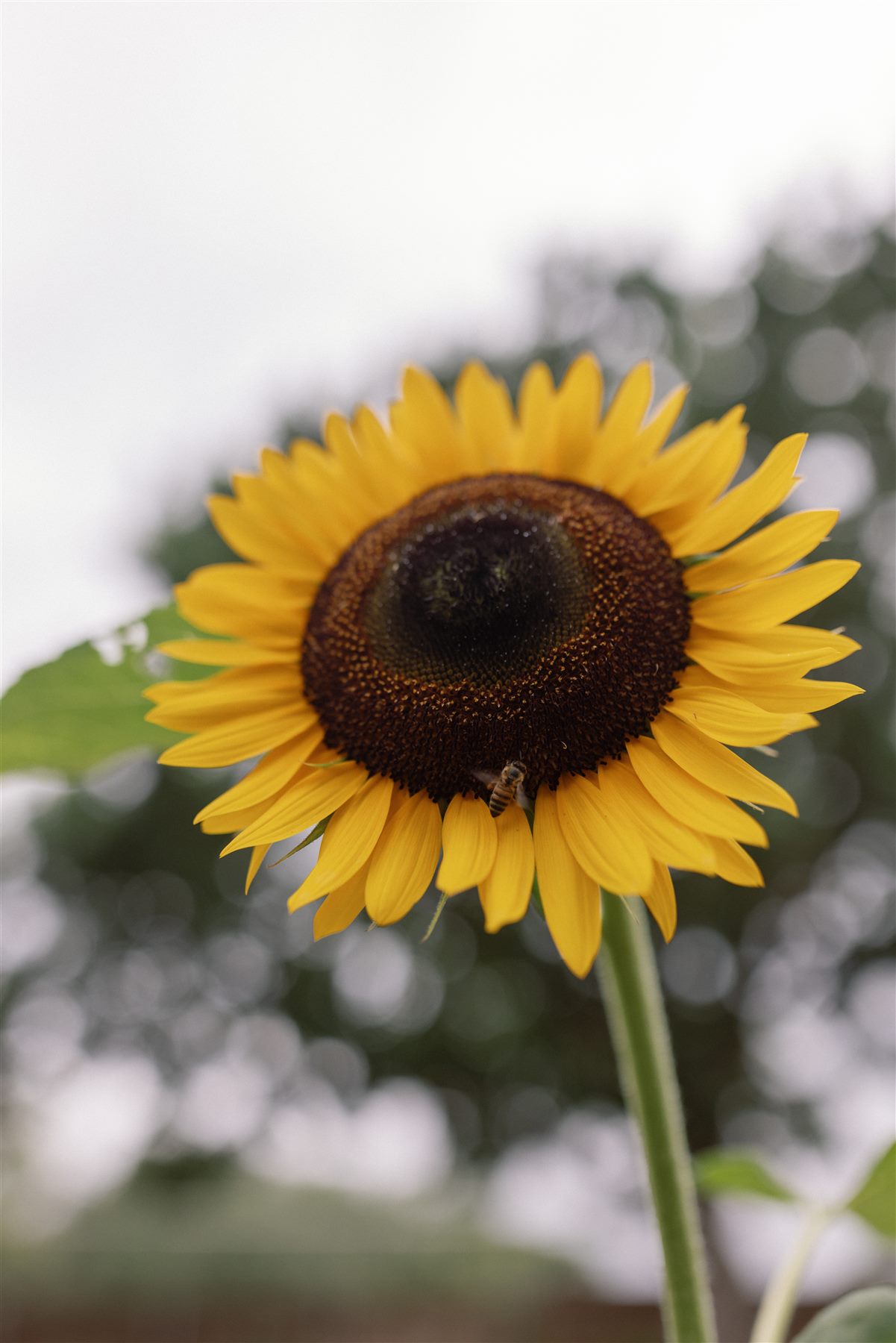 Sunflower with a pollinator in the garden