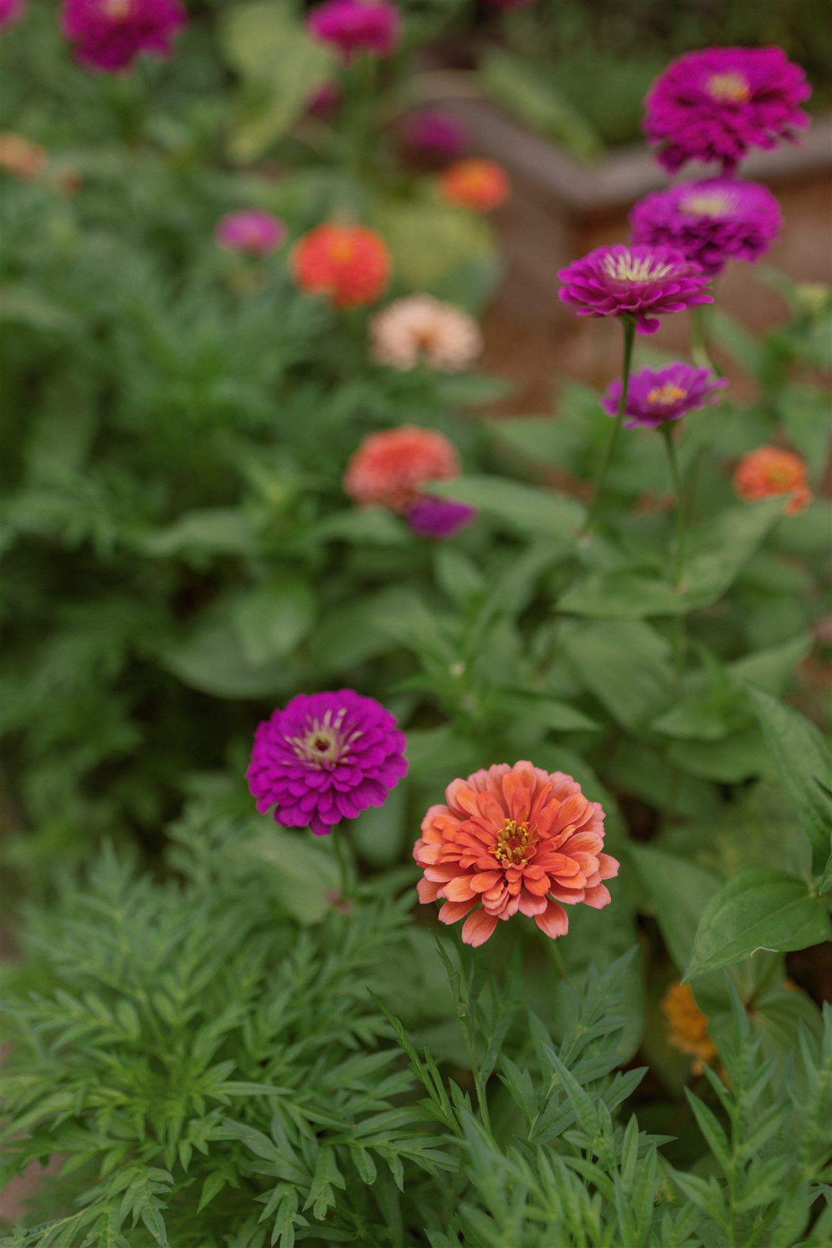 Colorful garden flowers