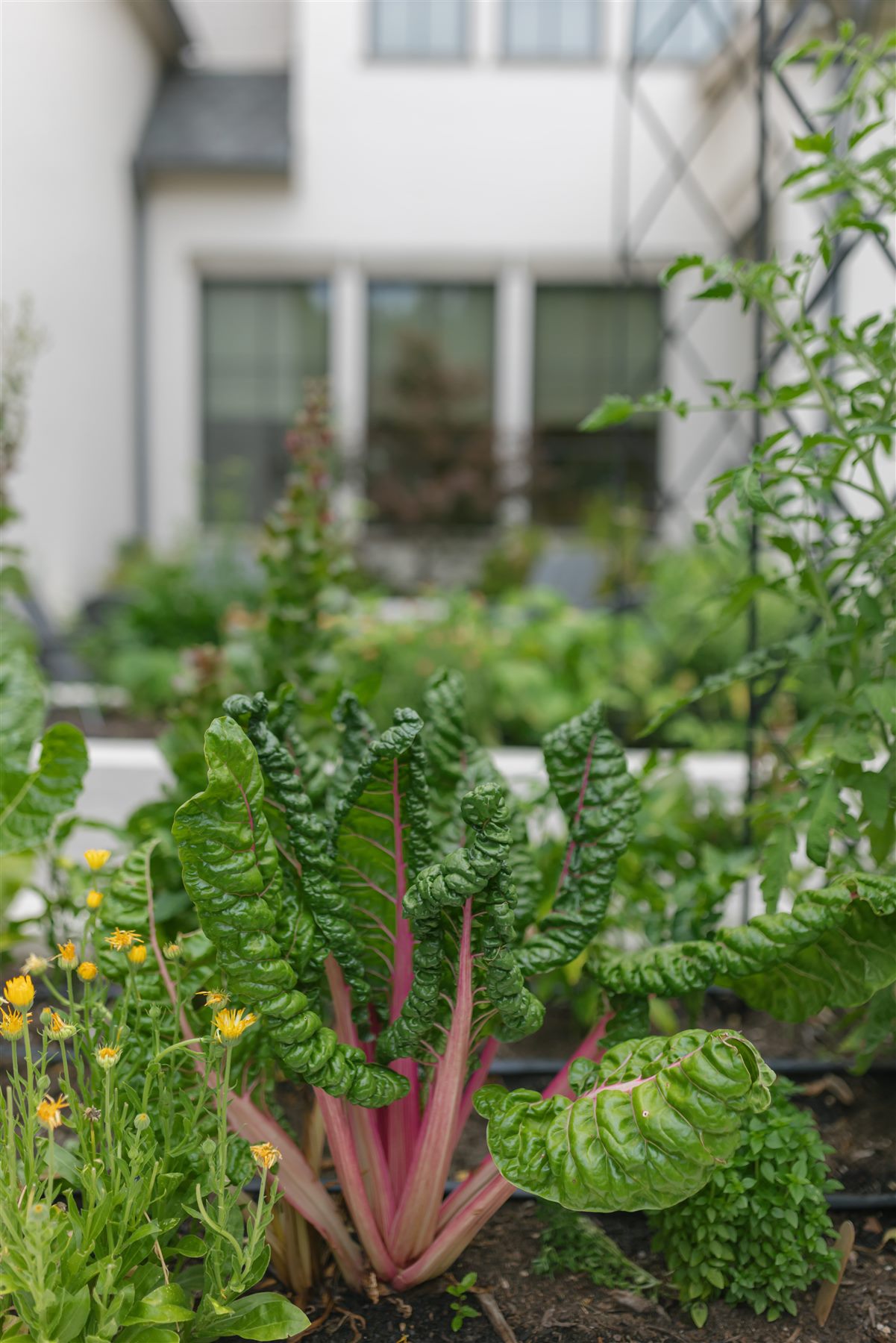 Lush greens and herbs growing in a raised bed kitchen garden