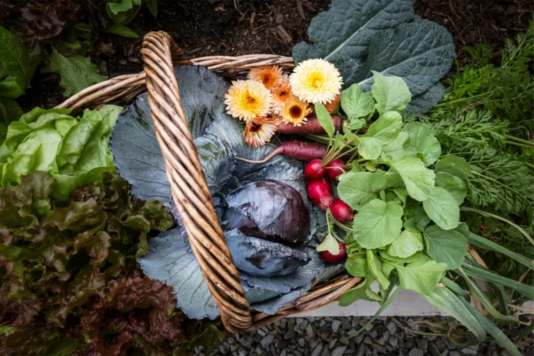 Basket of cabbage, radishes, greens, and flowers