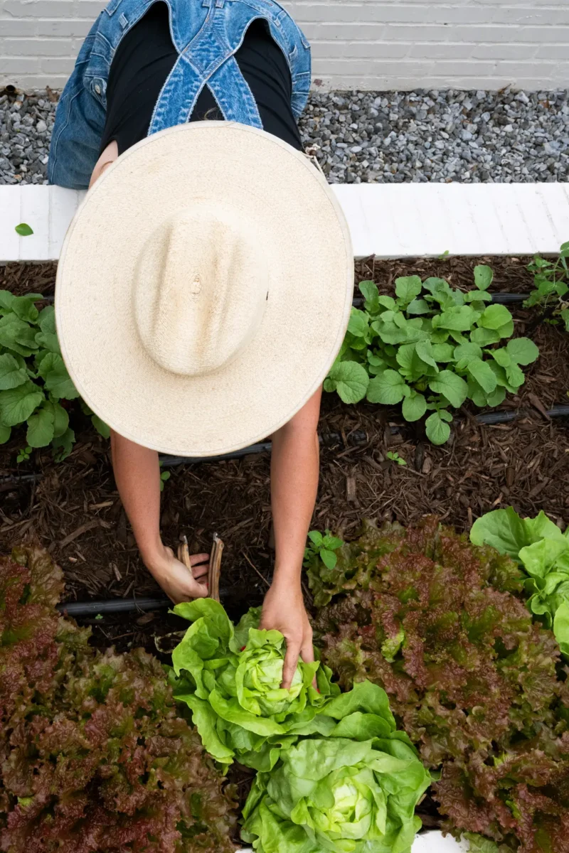 Harvesting lettuce